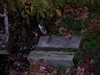 gal/Lothringen_Frankreich/_thb_PICT0003.JPG