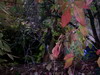 gal/Lothringen_Frankreich/_thb_PICT0004.JPG